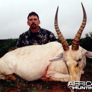 White Blesbuck Hunt East Cape SA