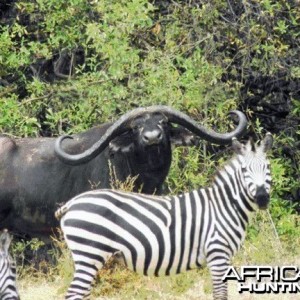 Futures World Record Buffalo?