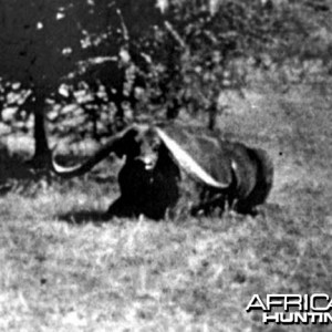 Cape Buffalo