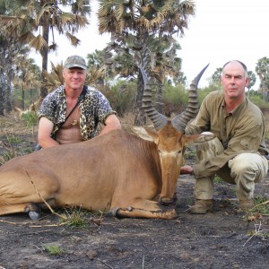 Very big western hartebeest