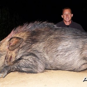 Bushpig from SA