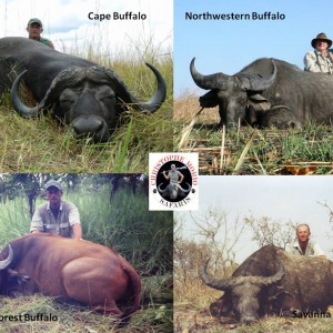 Four of the five species of buffaloes in Africa..