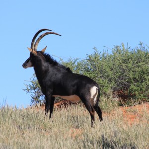 Sable Bull in the Kalahari