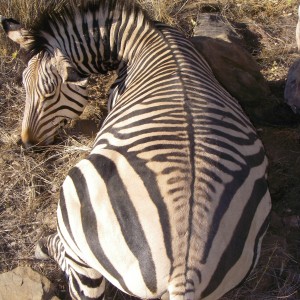 Hartmann's Mountain Zebra Hunt