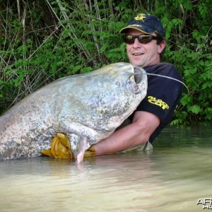 Giant Catfish from France (2m33)