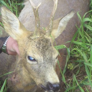 RehBock hunt in Czech Republic