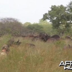 At 19 yards the big Buffalo bull is on my right