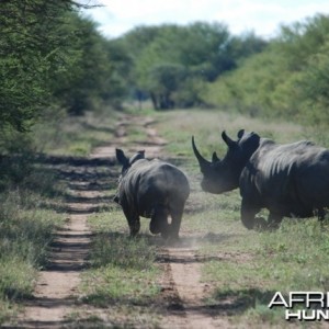 White Rhino mother and calf