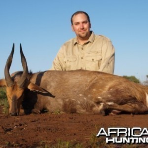 Limpopo Bushbuck