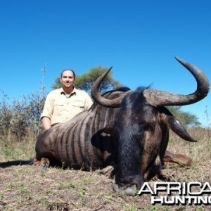 Blue Wildebeest