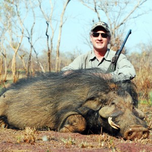 Giant forest hog in CAR