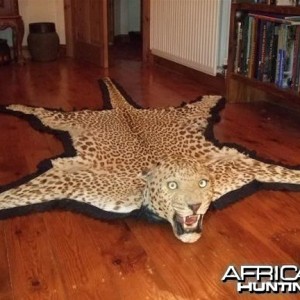 Taxidermist Van Ingen & Van Ingen Leopard Rug