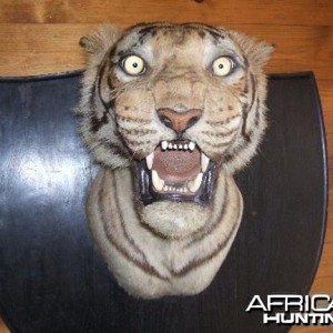 Taxidermist Van Ingen & Van Ingen Tiger Head