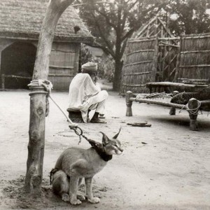 Hunting with Lynx in India