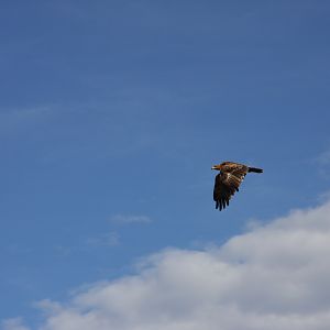 Eagle Namibia