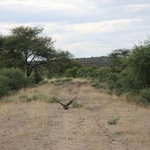 Eagle Namibia