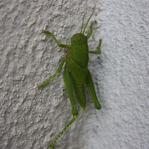 Grasshopper Namibia