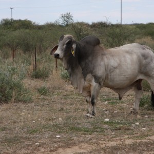 Brahman Bull Namibia