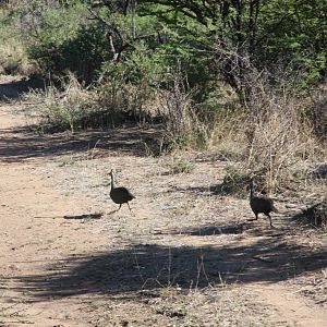 Guinea Fowl Namibia