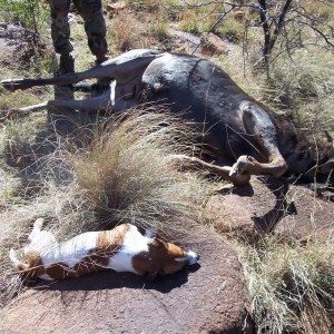 Blue Wildebeest Hunt East Cape South Africa