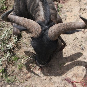 Blue Wildebeest Namibia