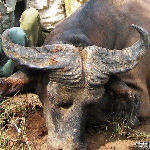 Unusual trophy Buffalo from CAR