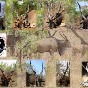 Lord Derby Eland - Cental Africa