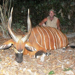 Bongo Hunted in Central Africa CAR