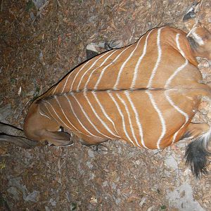 Bongo Hunted in Central Africa CAR