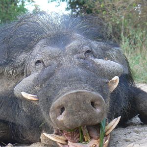 Giant forest hog 9 inches hunted in CAR