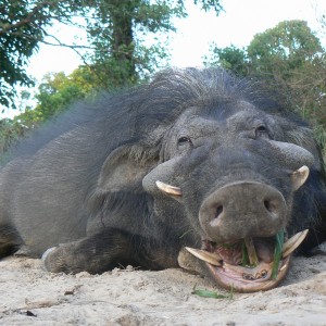 Giant forest hog 9 inches hunted in CAR