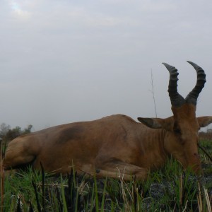 Lelwel hartebeest taken in CAR