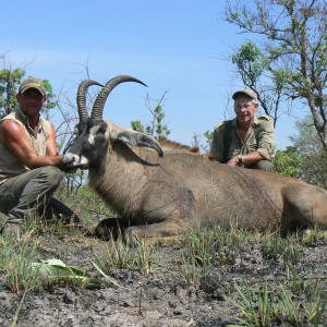 Very good 28 inches roan bull hunted in Central African Republic