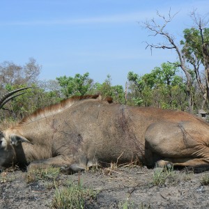 Very good 28 inches roan bull hunted in Central African Republic