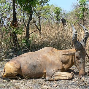 Lelwel hartebeest hunted in Central African Republic