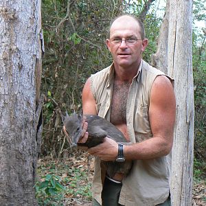 Blue duiker from CAR