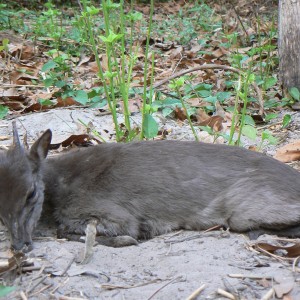 Blue duiker from CAR