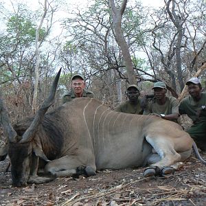 Very old, worn down Derby eland, hunted in CAR