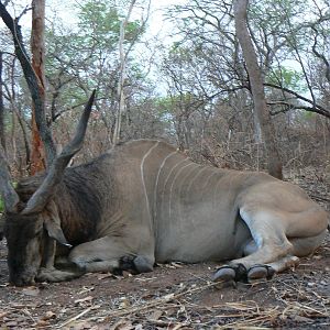 Very old, worn down Derby eland, hunted in CAR