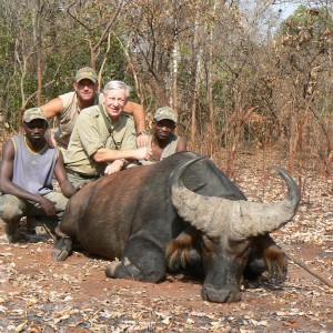 Buffalo from forest galleries in CAR