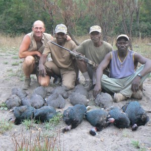 Guineafowl and Helmeted Guineafowl in CAR