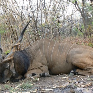 Big Eland bull from CAR, big neck, black hairs a truly great trophy