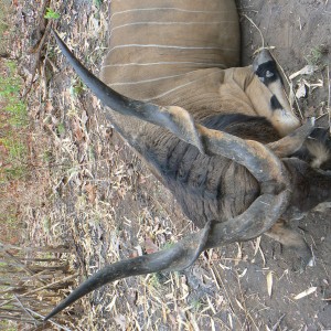 Big Eland bull from CAR, big neck, black hairs a truly great trophy