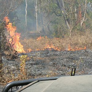 Bush fire Central African Republic