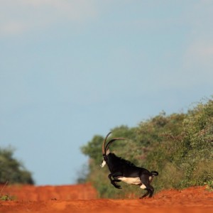 Sable in Namibia Waterberg Plateau