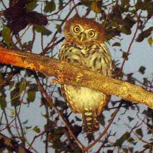 Pearl Spotted Owl Namibia