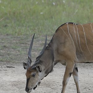 Lord Derby Eland in C.A.R.