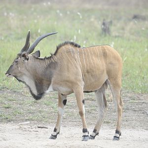 Lord Derby Eland in C.A.R.