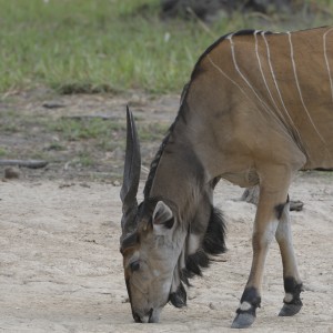 Lord Derby Eland in C.A.R.