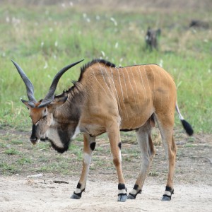 Lord Derby Eland in C.A.R.